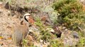 Chukar1