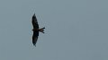 redkite4