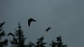 redkites6